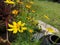 Yellowâ€‹ Sulfur CosmosÂ flowerâ€‹ plantâ€‹